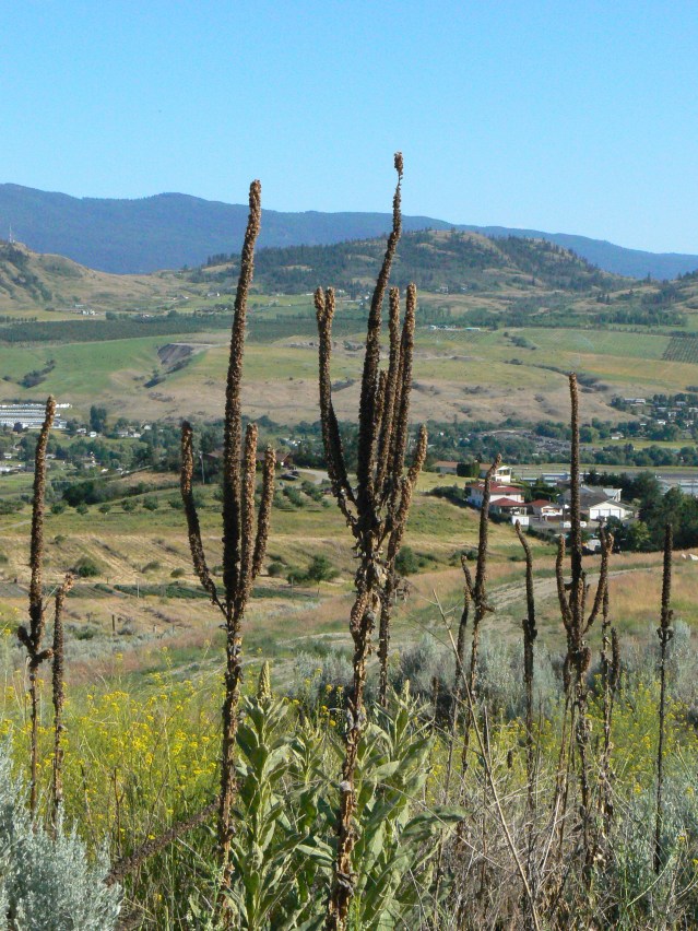 Mullein watching over the Bella Vista Valley towards the Commonage
