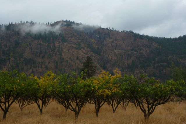 Abandoned apricot trees surviving without water