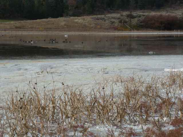 Migratory Birds on Roberts Lake