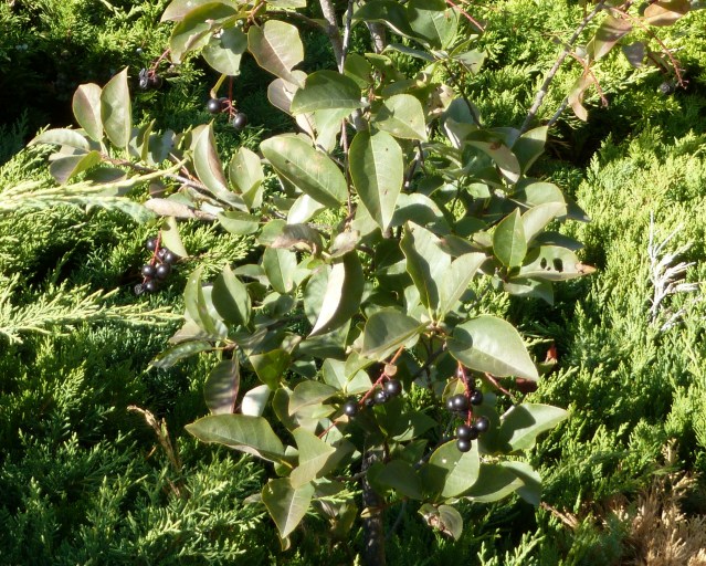 Volunteer Cherries in the Shrubberies!