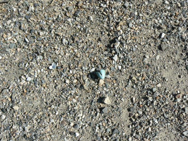 robin's egg broken on the gravel