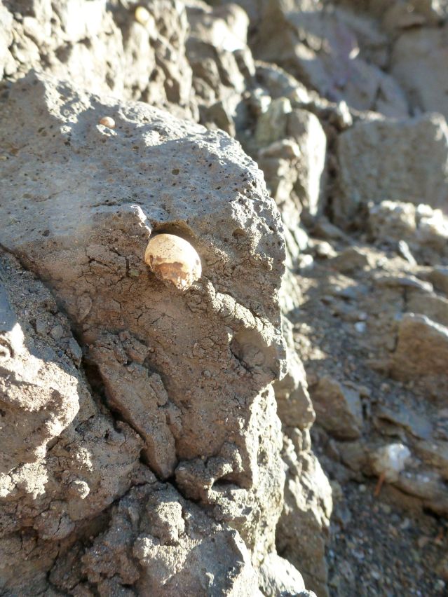 Volcanic Glass in ash.