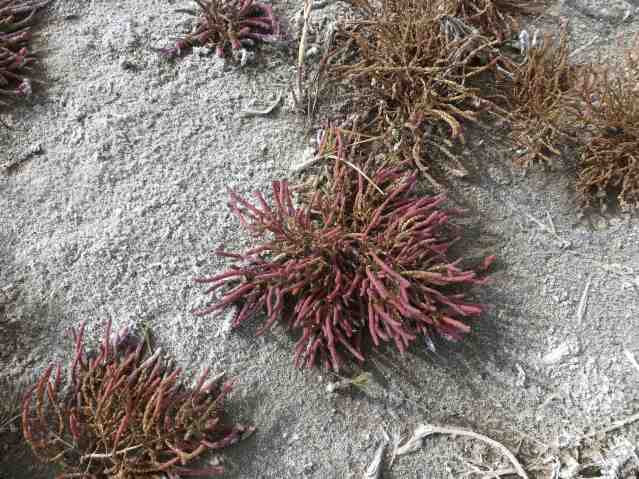 Fall colours on glasswort growing in alkaline salts on the edge of Roberts Lake.