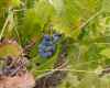 feral grapes growing among the weeds