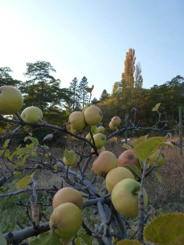 greenapples root stock apples gone wild in Peachland
