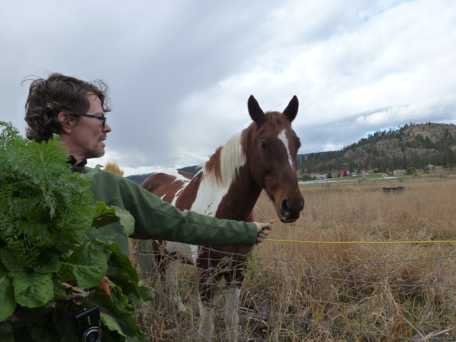 Professor Claude Desmarais Offers a bio-dynamic carrot to a Roberts Lake Horse