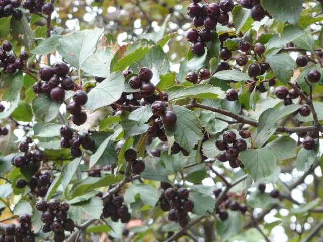 malus coronia