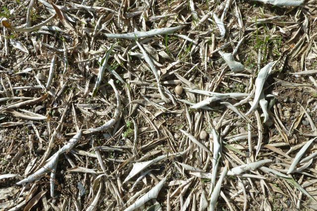 Olives fallen to the ground.