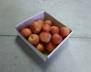 Royal Gala Apples Caught Crossing the US-Canadian Border