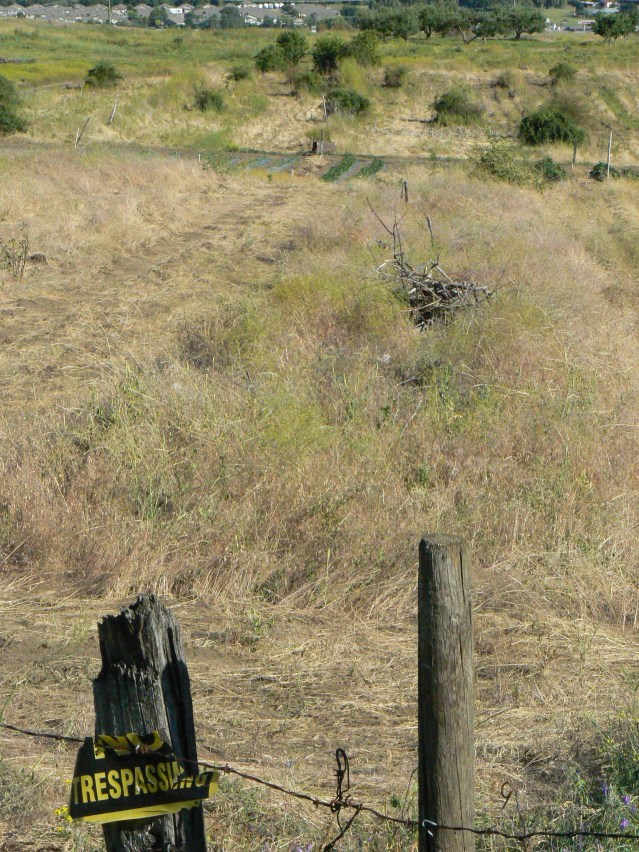 Abandoned Orchard in Vernon