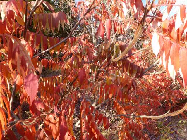 Sumac Leaves in the Fall
