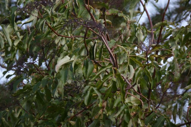 Elderberries stripped bare in Okanagan Falls