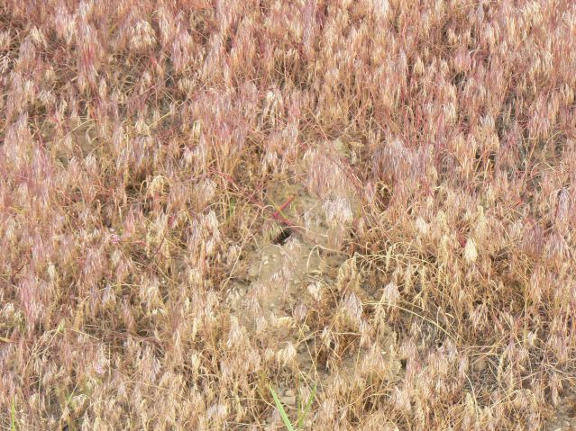 Vole Hole in a Cheatgrass Slope