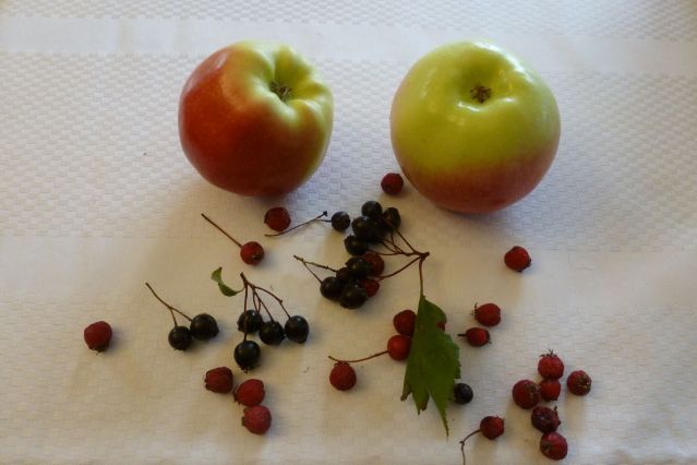 Ambrosia, Anonymous, and Malus Fusca apples.