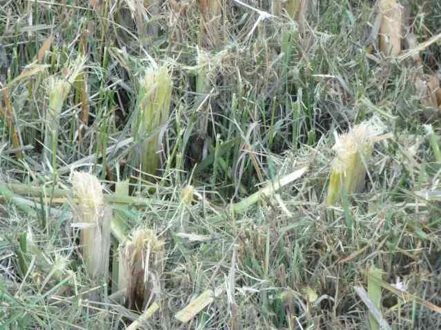 cattails hacked off at the stump