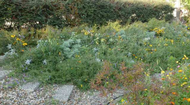 Grassy slope in full bloom