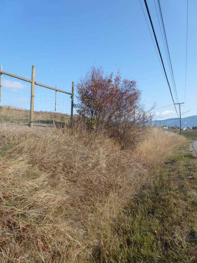 hawthorn beside the road