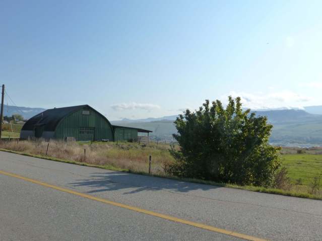 damson plum seedling beside the road