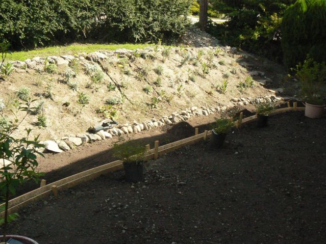 Hillside planted with sages and gloriosa daisy.