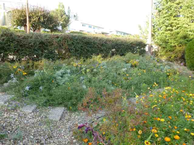 reactoryearend Hillside with flowers.