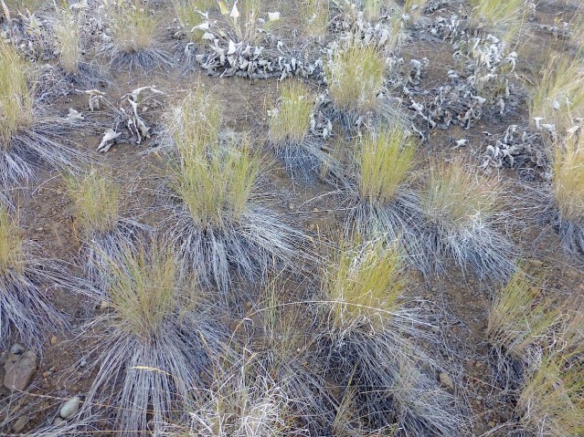 methowbunchgrass
