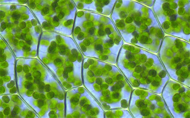 chloroplasts_2207614b