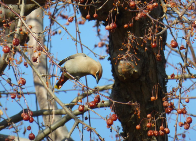 waxwing2