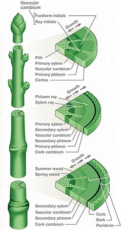 250px-Stem-cross-section2