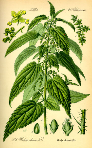 373px-Illustration_Urtica_dioica0