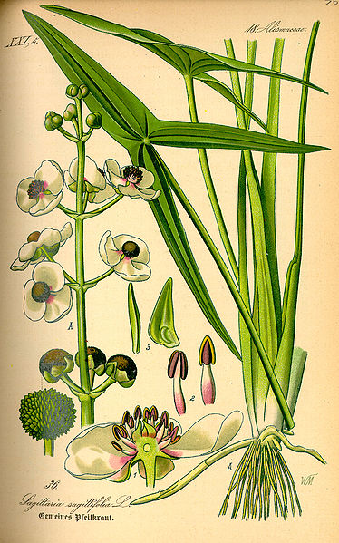 374px-Illustration_Sagittaria_sagittifolia0