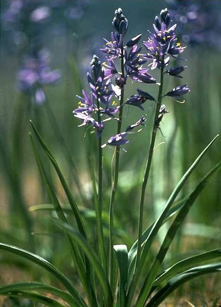 432px-Camassia-quamash
