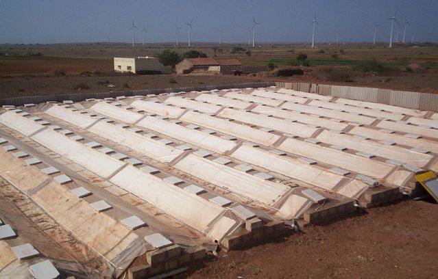 800px-Dew_harvest_satapar