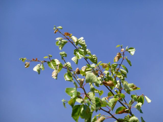 brownbirchleaves