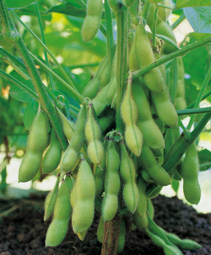 Gardens0304_Soybeans