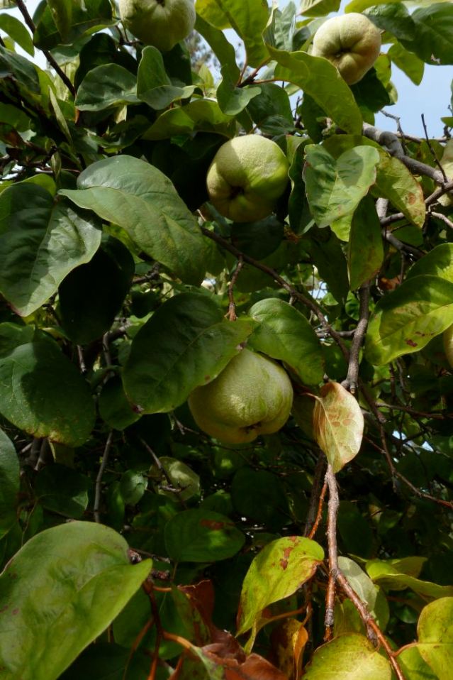quince1