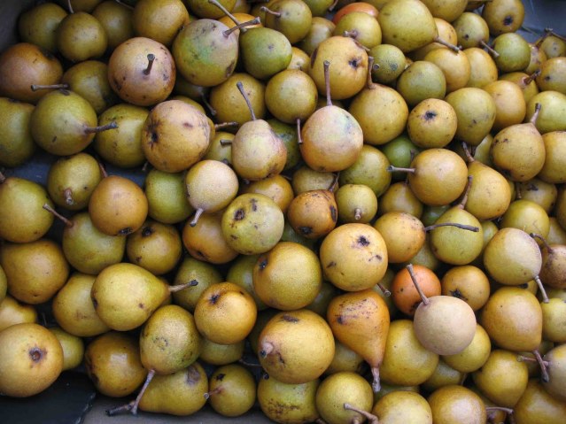 severn cider perry pears sm