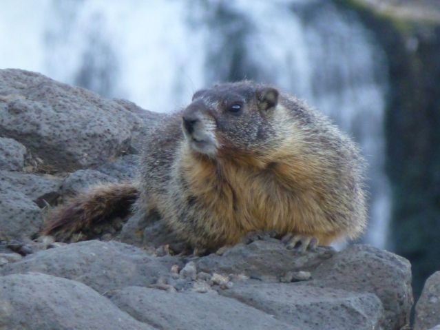 marmot