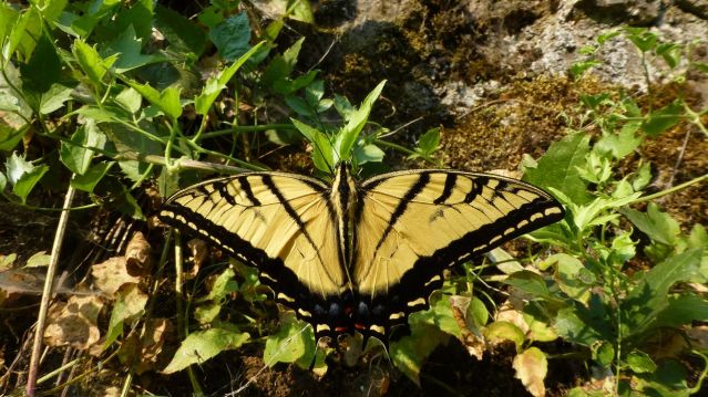 swallowtail