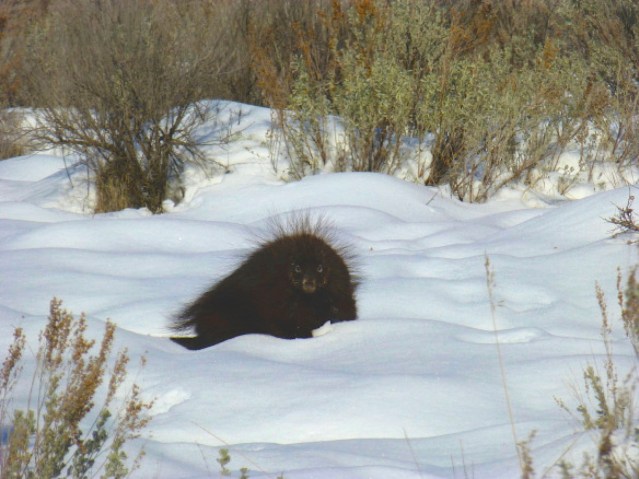 porcupine