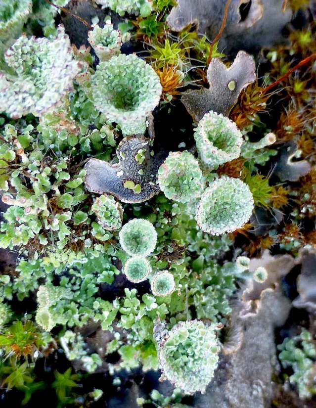 lichen1