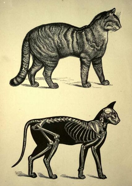 426px-Cat_skeleton_drawing