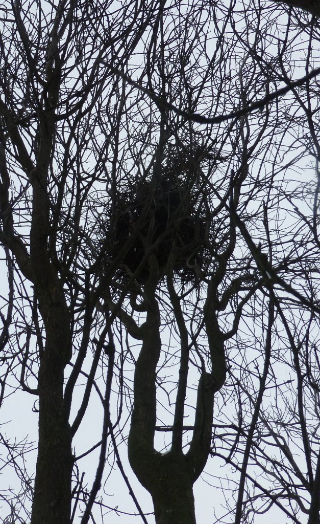 nest2