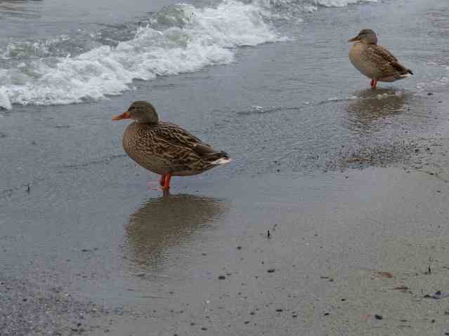 2ducks
