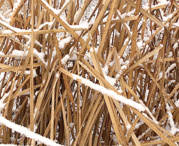 cattail