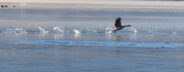 flipflaprun