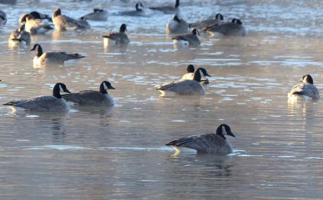 flockofgeese