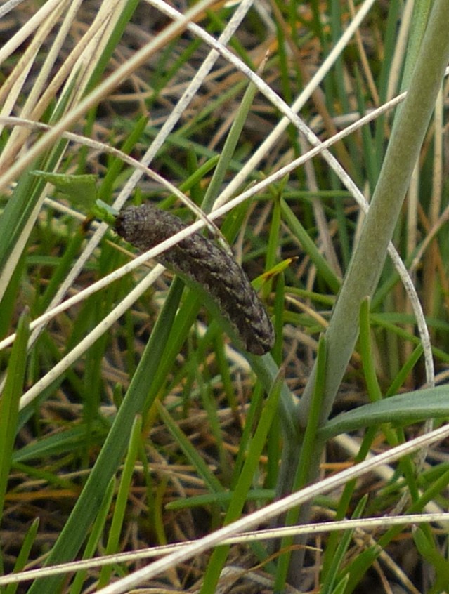 larva