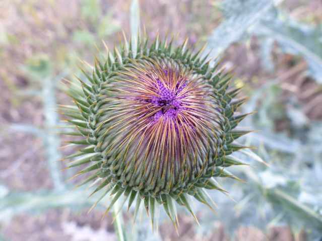 thistle1