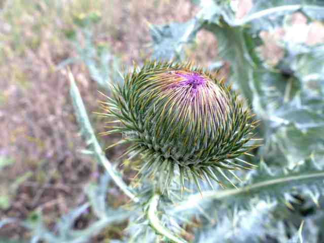 thistle3