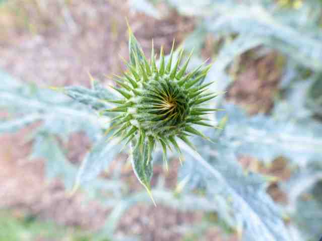 thistle4